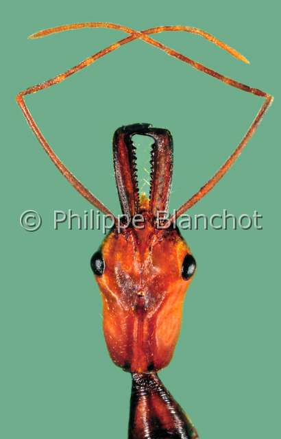 Odontomachus hastatus solda.JPG - in "Portraits d'insectes" ed. SeuilOdontomachus hastatusFourmi femelle (soldat)Trap jaw antHymenopteraFormicidaeCosta Rica